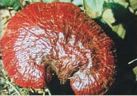 a reddish mushroom of Ganoderma curtisii Berk.Murrill. grows in field