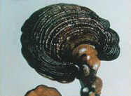 blackish mushroom of Ganoderma dahlii Henn Aoshima.