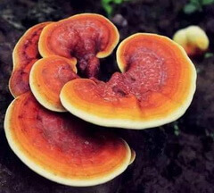 orange-red mushrooms of Ganoderma daiqingshanense J.D.Zhao.