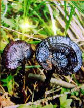 two dark purple mushrooms of Ganoderma formosanum Chang et Chen. grow in grass