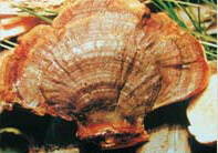 a piece of light brownish mushroom of Ganoderma fulvellum Bres.