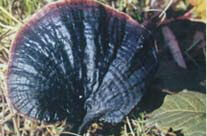 a dark brown or blackish mushroom of Ganoderma luteomarginatum J.D.Zhao,L.W.Hsu et X.Q.Zhang grows in field