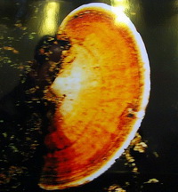 a yellowish mushroom of Ganoderma multiplicatum Mont.Pat. grows on a trunk