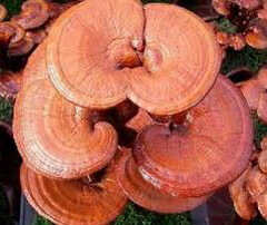 several reddish brown mushrooms of Ganoderma rotundatum J.D.Zhao. grow together