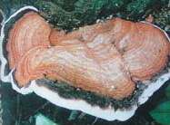 a pale brownish mushroom of Ganoderma sanmingense J.D. Zhang et X.Q. Zhang grows on linchen.