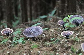 several blackish mushrooms of Ganoderma submubraculum Imazeki grow in a field