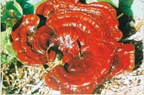 a reddish mushroom of Ganoderma theaecolum J. D. Zhao. grows in a field