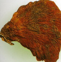 a reddish brown mushroom piece of Ganoderma tsunodae.