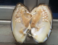an open shellfish of Pinctada margaritifera Linnaeus