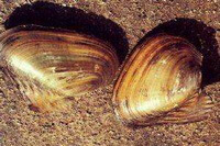 two shellfishes of Pinctada martensii Dunker