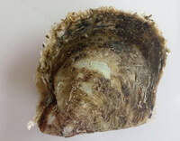 a brownish shellfish of Pinctada martensii Dunker