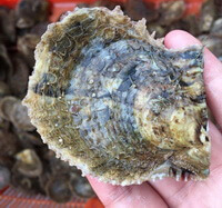 a shellfish of Pinctada martensii Dunker in hand