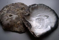 a shellfish of Pinctada maxima Jameson