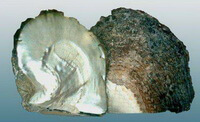 two shellfish halves of Pinctada maxima Jameson
