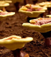 cultivated lingzhi mushrooms Red Glossy Ganoderma