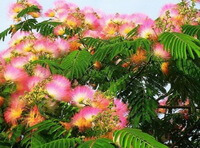 flowering tree of Albizia julibrissin Durazz. with many red flowers