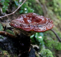 a brownish red Ganoderma lucidum Leyss.ex Fr. Karst. grows in moist area