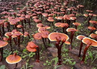 many cultivated mushrooms of Ganoderma lucidum Leyss.ex Fr. Karst.