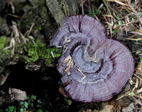 a purple ganoderma Ganoderma sinense Zhao,Xu et Zhang. grows on a trunk