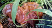 Several woody Ganoderma Ganoderma tsugae grow in grass