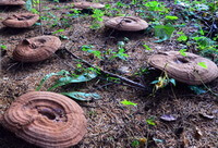 several Woody Ganoderma Ganoderma tsugae grow in a field