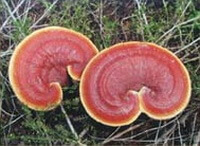 two reddish Ganoderma tsugae Woody Ganoderma grow in a field