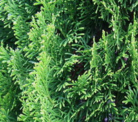 many green leaves of Platycladus orientalis L.Franco.