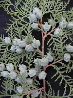 fruiting branch of Platycladus orientalis L.Franco with many fruits