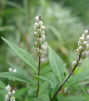 flowering plant of Polygala senega L. with white flowers