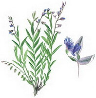 a colorful drawing of Polygala sibirica L.,plant and flower