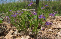 flowering plants of Polygala sibirica L.