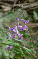 flowering plant of Polygala tenuifolia Willd. with purple flowers