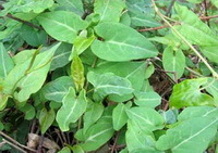 growing plants of Polygonum multiflorum Thunb.