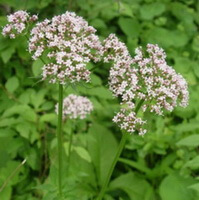 a flowering plant of Valeriana officinalis L.var.latifolia Miq. with white flower spikes grow in field