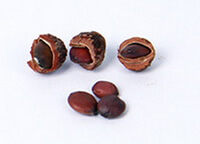 Spine Date Seed:brownish kernel and seed