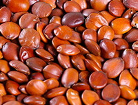 fried reddish herbs of Spine Date Seed