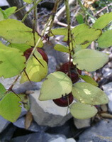 fruits grow on tree of Ziziphus spinosa Hu