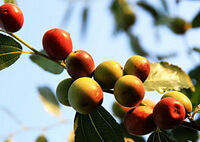 sour jujube branches and fruits of Ziziphus spinosa Hu: