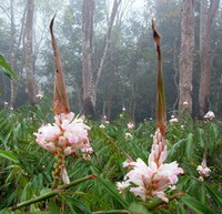flowering plants of Alpinia oxyphylla Miq with pink flower spike grow in woods