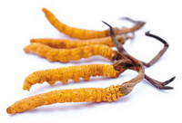 Cordyceps