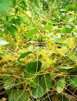 many yellowish plant of Cuscuta chinensis Lam grow on some host green plant