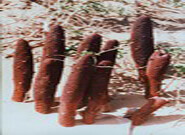 several plants of Cynomorium songaricum Rupr. grow in desert field
