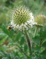 greenish inflorescences of Dipsacus asperoides C.Y.Cheng et T.M.Ai. grow in field,a honey bee is collecting pollen on it