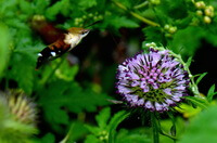 a lilac flower of Dipsacus asperoides C.Y.Cheng et T.M.Ai.
