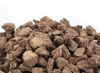 pale brown root segments of Dipsacus asperoides are piled together