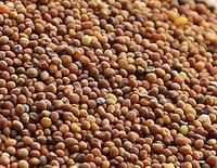 brownish seeds of Dodder Seed are piled together