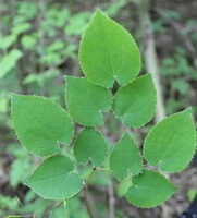 nine green leaves grow on three branches of Epimedium brevicornum Maxim.