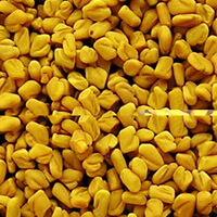 many yellowish seeds of Fenugreek Seed are piled together