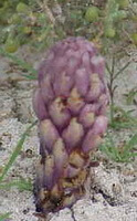 plant of Cistanche deserticola Y.C. Ma grow in arid field