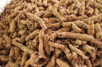 Radix Morindae Officinalis